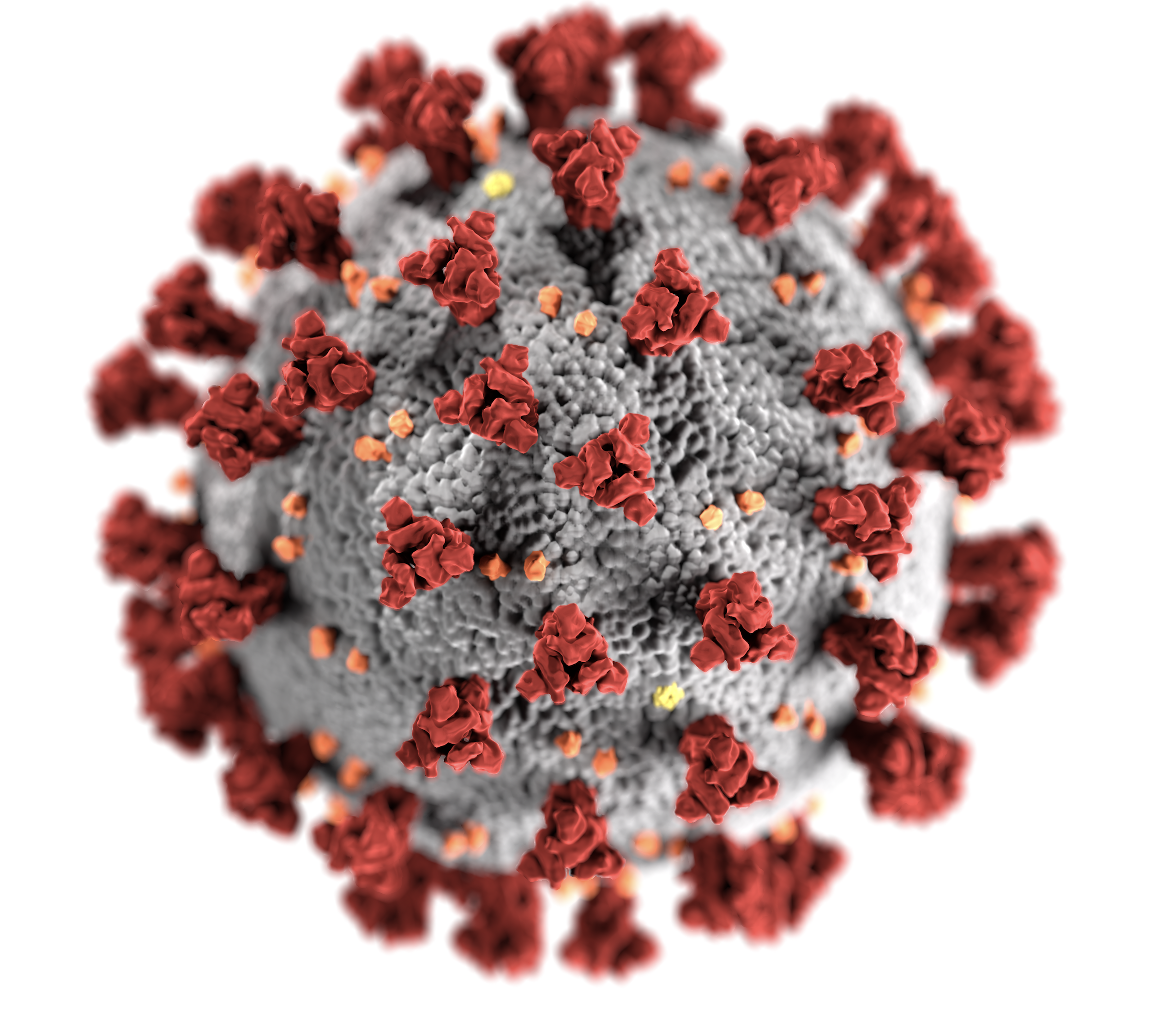 Figure 7: Illustration of novel coronavirus created by CDC artists.